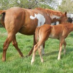 Rangers Splash Sorrel Colt