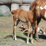 Sorrel Colt Update