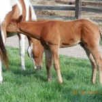 Tuf Luk Sorrel Colt