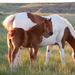 Sorrel Colt Update