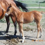 Recent Picture Sorrel Colt