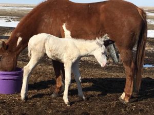 Sky Mare White Filly