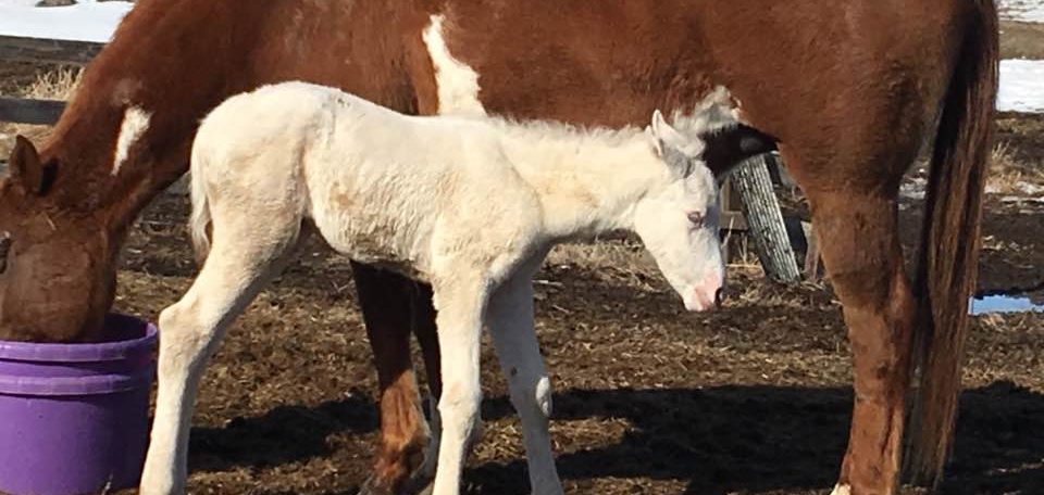 Sky Mare White Filly 2018